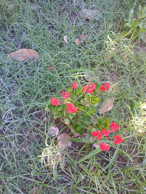 Identificação da planta Flor da fortuna por foto