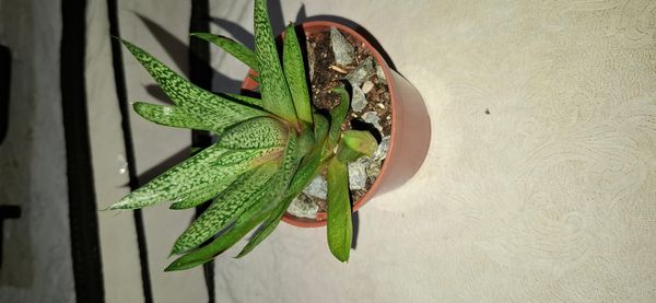 Identificação da planta Gasteria por foto