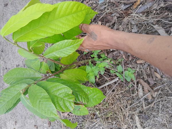 Identificação da planta Cacau por foto