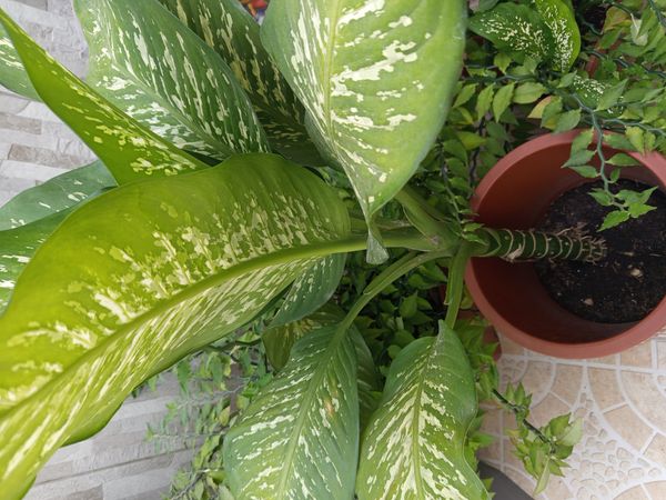 Identificação da planta Comigo-ninguém-pode por foto