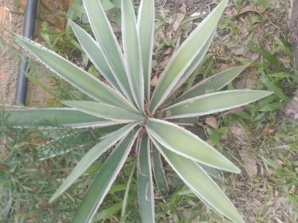 Identificação da planta Sisal por foto