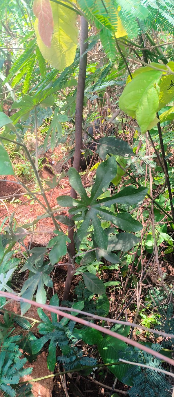 Identificação da planta Embaúba-branca por foto