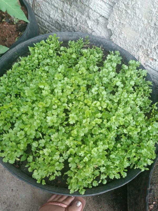 Identificação da planta Coentro por foto