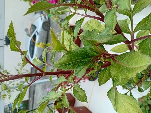Identificação da planta Dália por foto