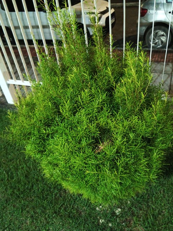 Identificação da planta Eugênia por foto