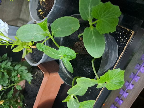 Identificação da planta Pepino por foto