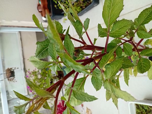 Identificação da planta Dália por foto