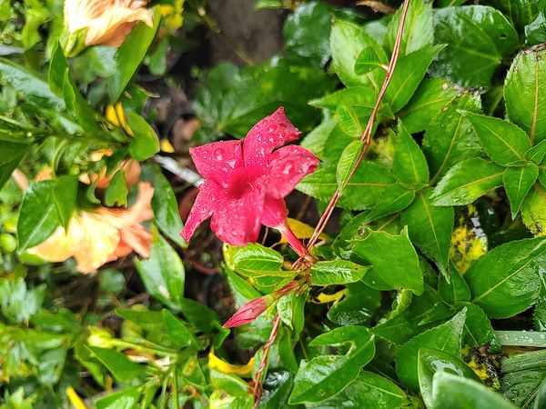 Identificação da planta Dipladênia por foto