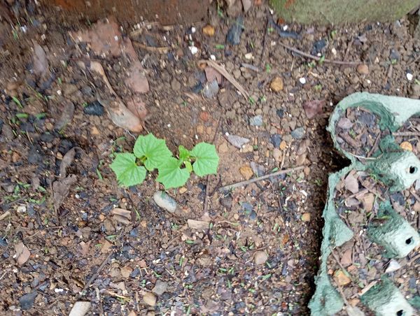 Identificação da planta Taiuíva por foto