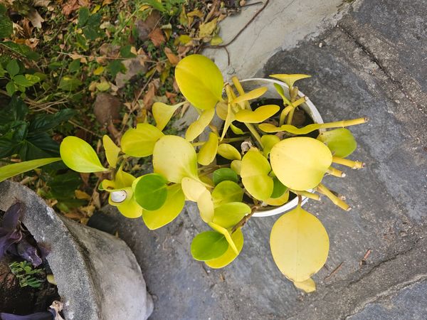 Identificação da planta Peperomia limão por foto