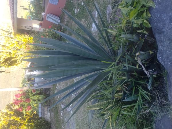 Identificação da planta Sisal por foto