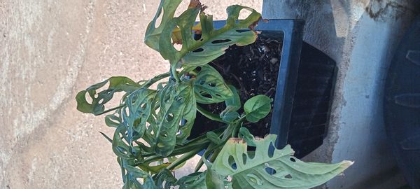 Identificação da planta Costela de Eva por foto