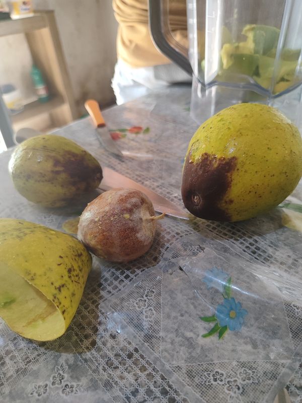 Identificação da planta Manga por foto