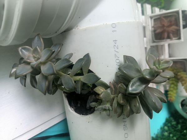 Identificação da planta Rabo-de-burro por foto