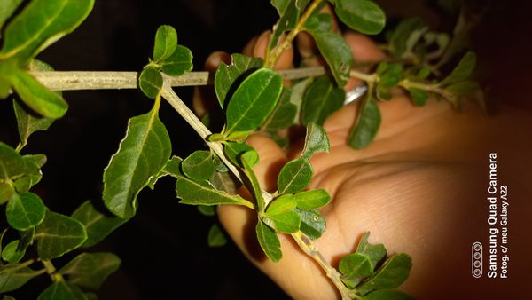 Identificação da planta Alfazema por foto