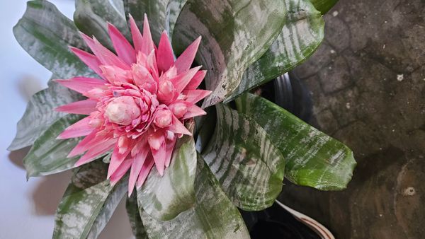 Identificação da planta Bromélia por foto