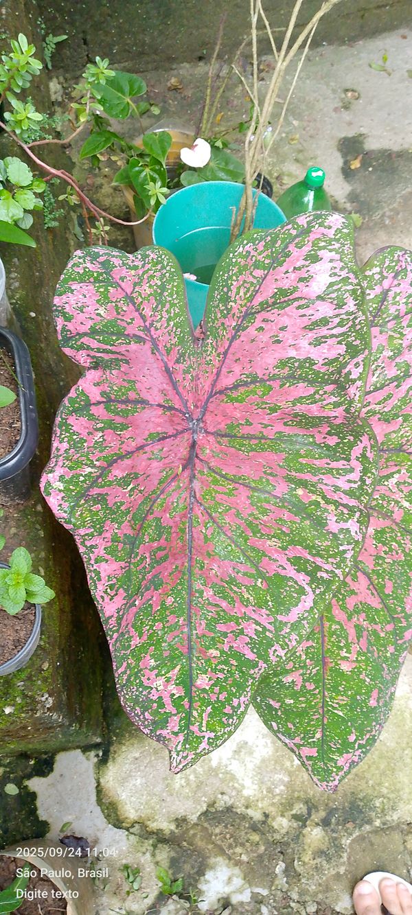 Identificação da planta Tinhorão por foto