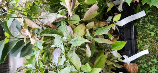 Identificação da planta Pangolí por foto