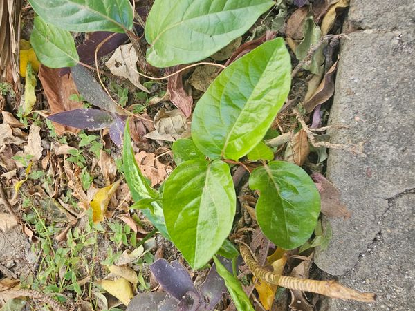 Identificação da planta Jalapa-de-jardim por foto