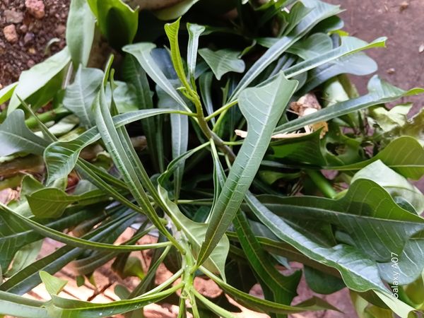 Identificação da planta Véu de noiva por foto