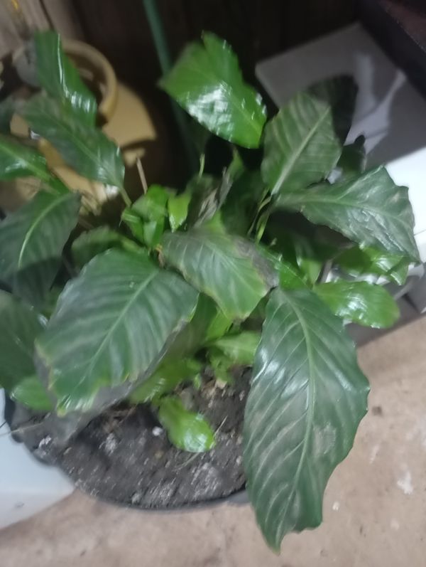 Identificação da planta Como cuida do lirio por foto