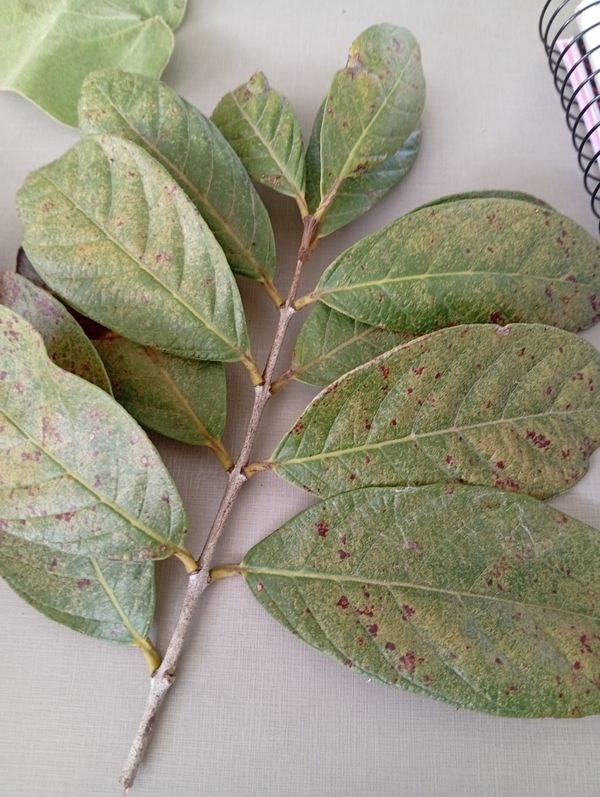 Identificação da planta Araçá-do-campo por foto