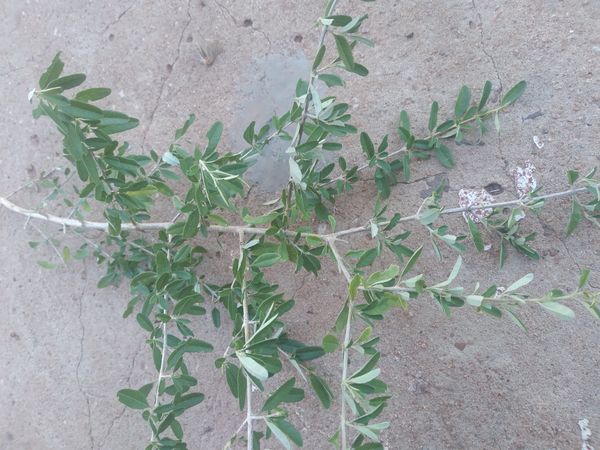 Identificação da planta Quixaba por foto