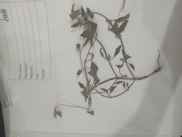 Identificação da planta Canudinho por foto