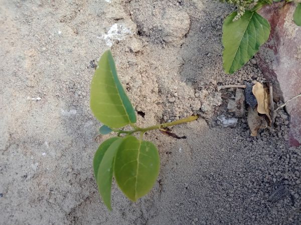 Identificação da planta Fruta-do-conde por foto