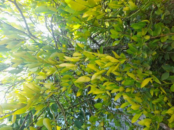 Identificação da planta Limão galego por foto
