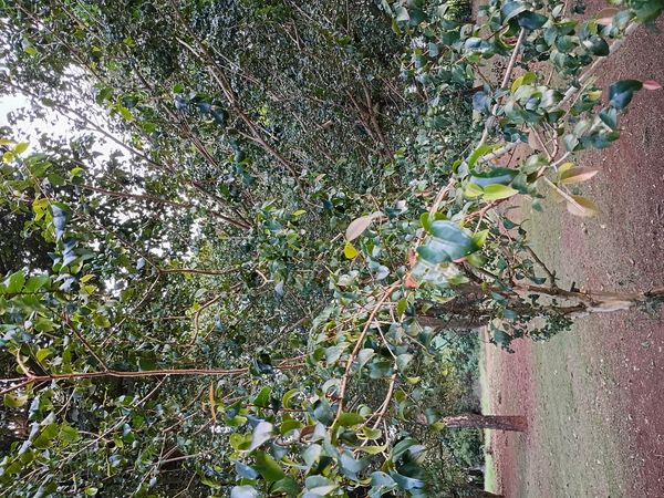 Identificação da planta Pitanga por foto