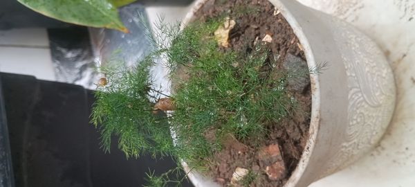 Identificação da planta Aspargo-samambaia por foto