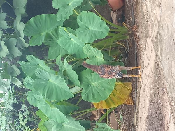 Identificação da planta Taioba por foto
