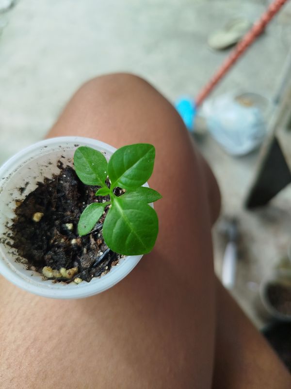 Identificação da planta Manjericão por foto