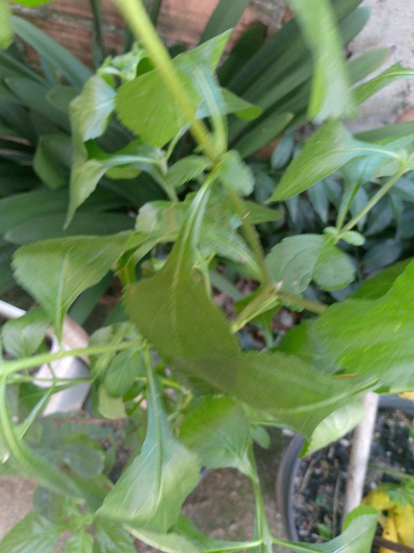 Identificação da planta Alfavaca-de-caboclo por foto