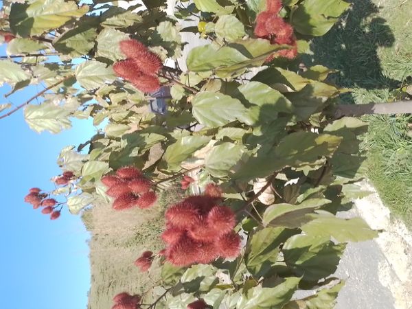 Identificação da planta Urucum por foto