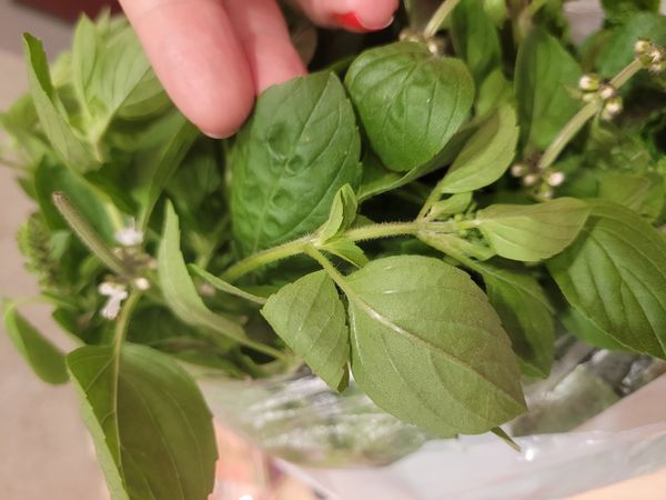 Identificação da planta Manjericão por foto