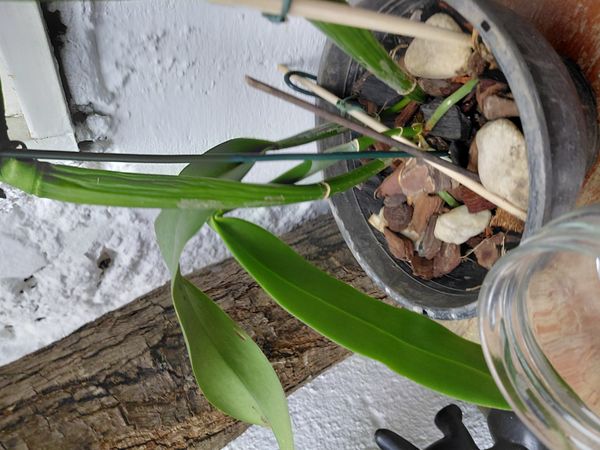 Identificação da planta Orquídea bambu por foto
