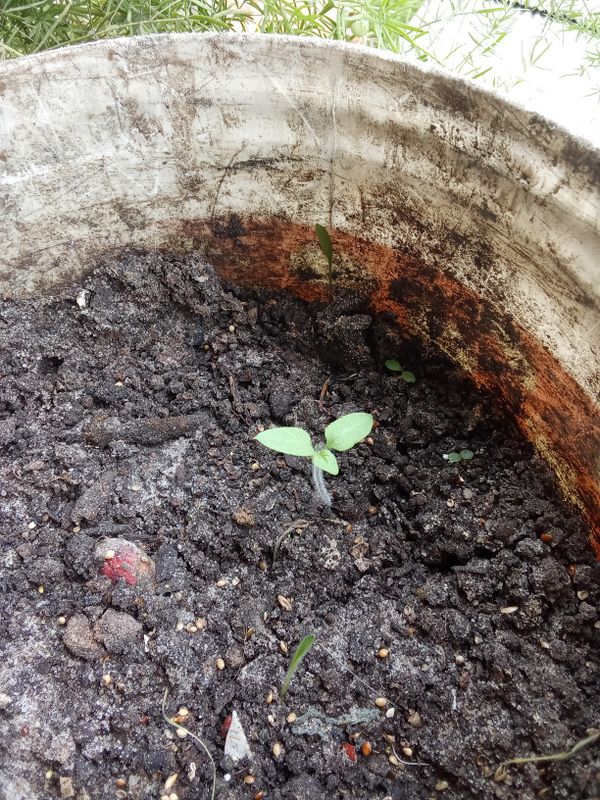 Identificação da planta Tomate por foto