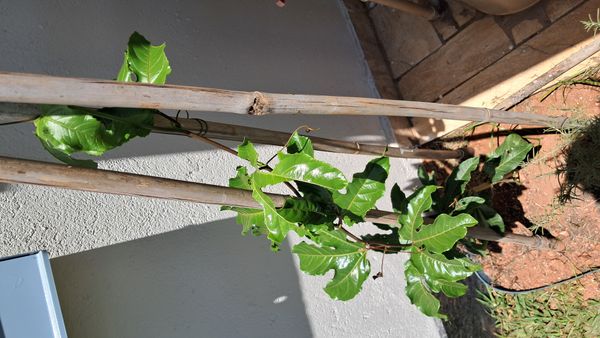 Identificação da planta Maracujá por foto