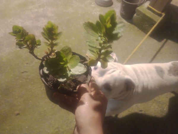 Identificação da planta Calandiva por foto