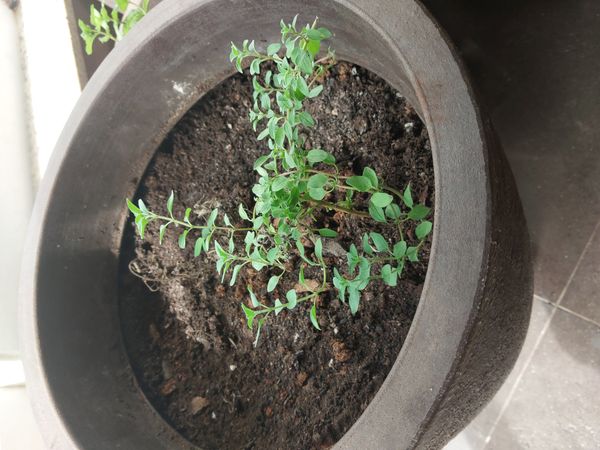 Identificação da planta Orégano por foto