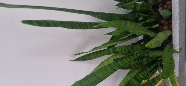 Identificação da planta Espada de São Jorge por foto