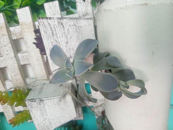 Identificação da planta Planta fantasma por foto