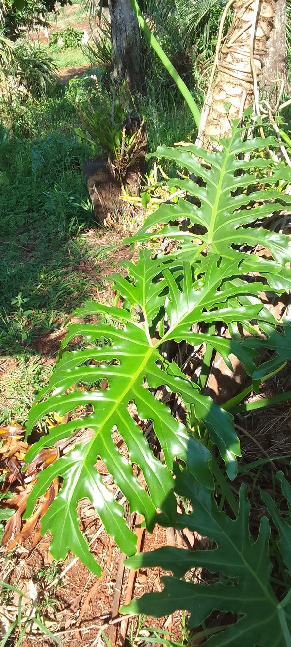 Identificação da planta Guaimbê por foto