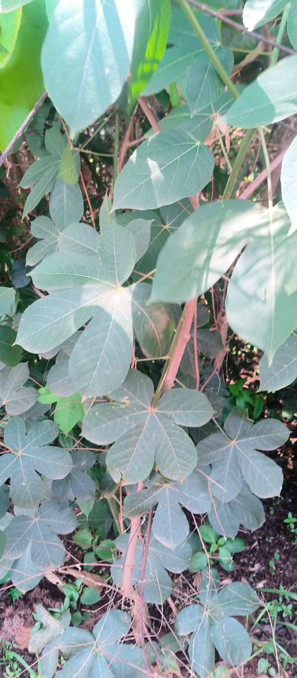 Identificação da planta Mandioca por foto