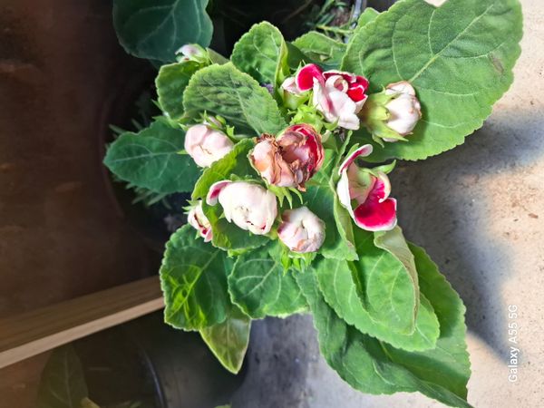 Identificação da planta Gloxínia por foto