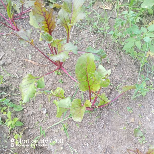Identificação da planta Beterraba por foto