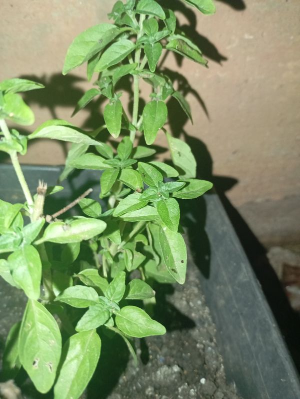 Identificação da planta Manjericão por foto