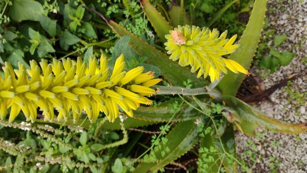 Identificação da planta Babosa por foto